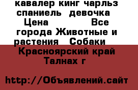  кавалер кинг чарльз спаниель -девочка › Цена ­ 45 000 - Все города Животные и растения » Собаки   . Красноярский край,Талнах г.